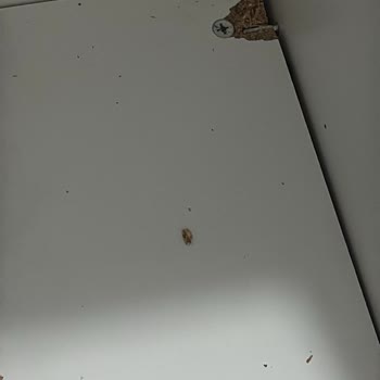 Hasarlı Ürün, Eksik Parça Ve İade Sorunu: Dekorex'ten Yanıtsız Kalan Mağduriyet