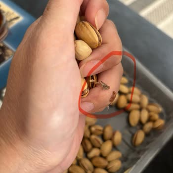 File Marketten Aldığım Siirt Fıstığında Böceklenme Ve Mağduriyet