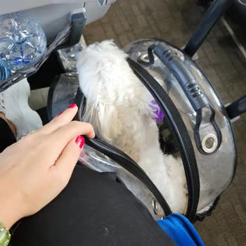 Köpeğim İçin Ödediğim Koltuk Ücretinin Mantıksızlığına Çözüm İstiyorum