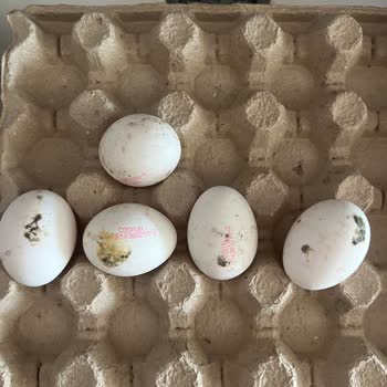Teslim Edilen Yumurtalarda Kötü Koku Ve Hijyen Sorunu Yaşadım