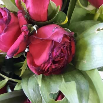 Teslim Edilen Güller Solmuş Ve Taze Değildi, Mağduriyet Yaşıyorum