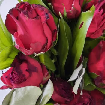 Teslim Edilen Güller Solmuş Ve Taze Değildi, Mağduriyet Yaşıyorum