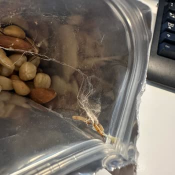 Carrefour Marka Kuruyemişten Kurt Çıkması Hijyen Konusunda Hayal Kırıklığı Yarattı