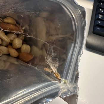 Carrefour Marka Kuruyemişten Kurt Çıkması Hijyen Konusunda Hayal Kırıklığı Yarattı