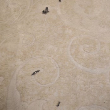 Vatan Bilgisayar’dan Aldığım Arızalı Süpürge İçin Çözüm Bulamıyorum: Mağduriyetim Devam Ediyor