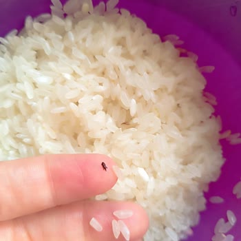 Arsbak Pirinç Böcekli Çıktı