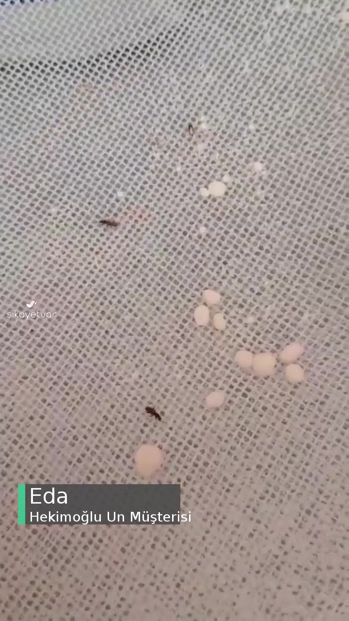 Hekimoğlu Un Böcekli Çıktı! videonun kapak resmi