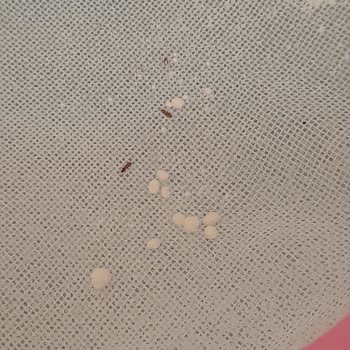 Hekimoğlu Un Aldığım Unun İçinden Çok Sayıda Böcek Çıktı Mağduriyetim Giderilsin