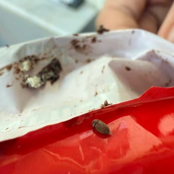 Torku Mini Gofret İçinden Böcek Çıkması Ve İade Talebi