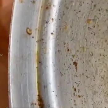 İndomie Noodle'den Kurt Çıktı