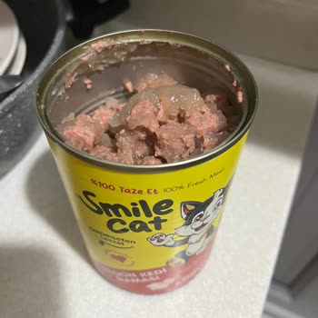 Kedim Mama Sonrası Ağır Zehirlendi, Yoğun Bakımda Tedavi Görüyor