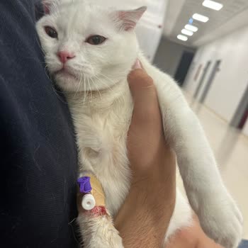 Kedim Mama Sonrası Ağır Zehirlendi, Yoğun Bakımda Tedavi Görüyor