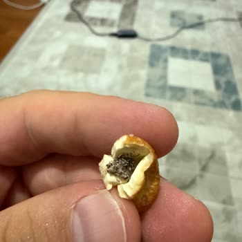 Aldığım Kajudan Pislik Çıktı, Hijyen Ve Tazelik Konusunda Endişeliyim