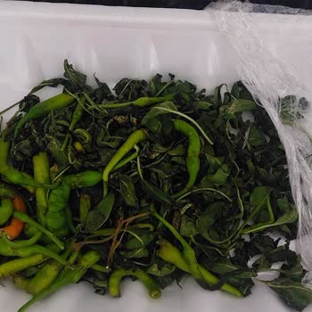 Paketli Biberde Beklenmeyen Malzeme Sorunu