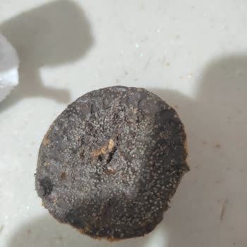 Taze Olması Gereken Bisküvide Küf Ve Renk Değişimiyle Karşılaştım