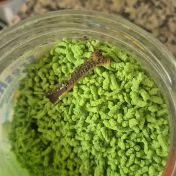 Kivili Granül İçecekte Hayvan Kemiği Bulduk Ailemizin Sağlığı Risk Altındaydı