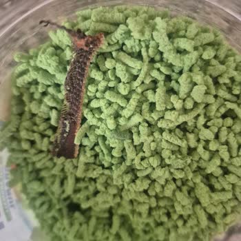 Kivili Granül İçecekte Hayvan Kemiği Bulduk Ailemizin Sağlığı Risk Altındaydı