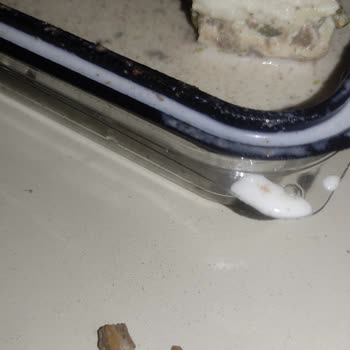 Yeşil Künefe Baklavada Fıstık Kabukları Ve Püskülleriyle Yaşanan Hayal Kırıklığı!