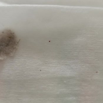 Pafilya Temizlik Havlusu'nda Yabancı Madde Ve Yetersiz Müşteri Desteği