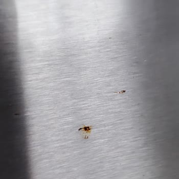 Bosch Buzdolabında Kapakta Paslanma Ve Garanti Desteği Eksikliği