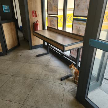 A101 Mağazasında Başıboş Hayvanlar Hijyen Ve Güvenlik Sorununa Yol Açıyor