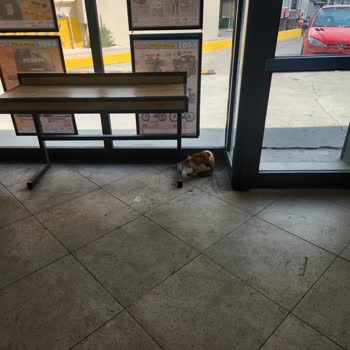 A101 Mağazasında Başıboş Hayvanlar Hijyen Ve Güvenlik Sorununa Yol Açıyor