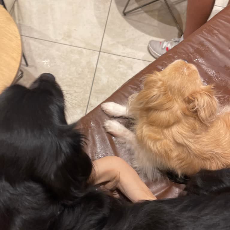 Starbucks Şubesinde Köpeklerim İçin Su Bardağı Verilmemesi Şaşırttı