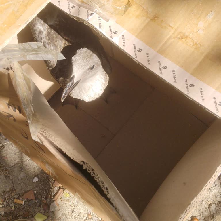 Mario Veteriner Kliniği'nde Sokak Hayvanına İlgisiz Ve Kaba Yaklaşım