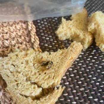 A101'den Aldığım Ekmekte Yabancı Madde Şoku