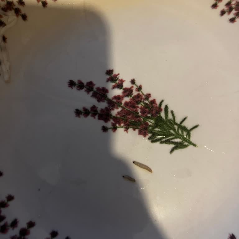 Aldığım Pirinçte Kurt Çıkması Ve Migros'tan Yetersiz Destek