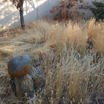 Sabit Baba Türbesi Bakımsız Ve Terk Edilmiş Durumda