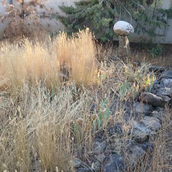 Sabit Baba Türbesi Bakımsız Ve Terk Edilmiş Durumda