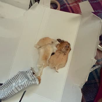 Saç Boyası Sonrası Alerji Ve Yetersiz Destek