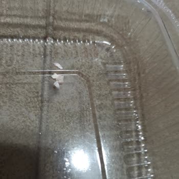 Son Kullanma Tarihi Geçmiş Ve Kusurlu Ürünle Hayal Kırıklığı