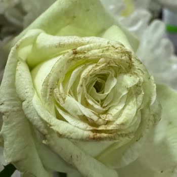 Solmuş Güllerle Gelen Doğum Günü Buketi Mağduriyeti