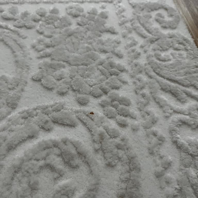 Eysa Halı Yıkama Sonrası Lekeler Kaldı Firma İlgisiz ve Fatura Verilmedi