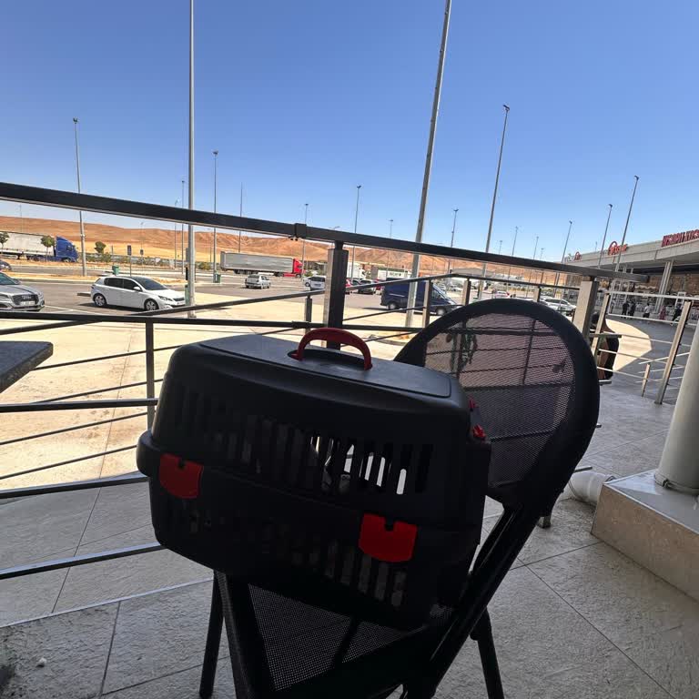 Kafeste Kediyle Girişe İzin Vermeyen Müdürün Kaba Tavrı Hayal Kırıklığı Yarattı