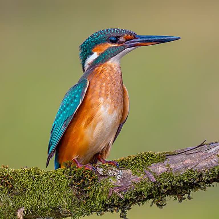 Aşağı Parmaksız Köyünde Türk Telekom Altyapı Sorunu Ve İnternet Yokluğu