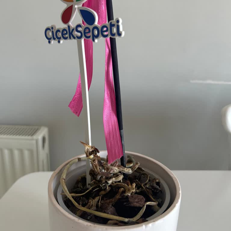 Kırık Saksı Ve Solmuş Orkide: Doğum Günü Hediyesi Hüsrana Döndü