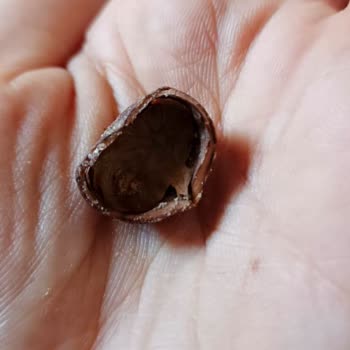 Urfalıoğlu Kuruyemiş Bayat ve Kurtlu