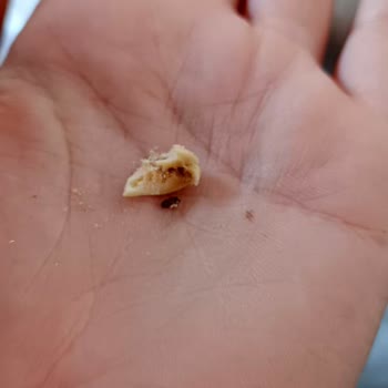 Urfalıoğlu Kuruyemiş Bayat ve Kurtlu