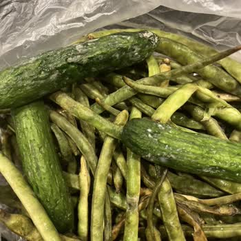 Bosch Buzdolabında Kapak Paslanması Ve Gıda Bozulması Sorunu