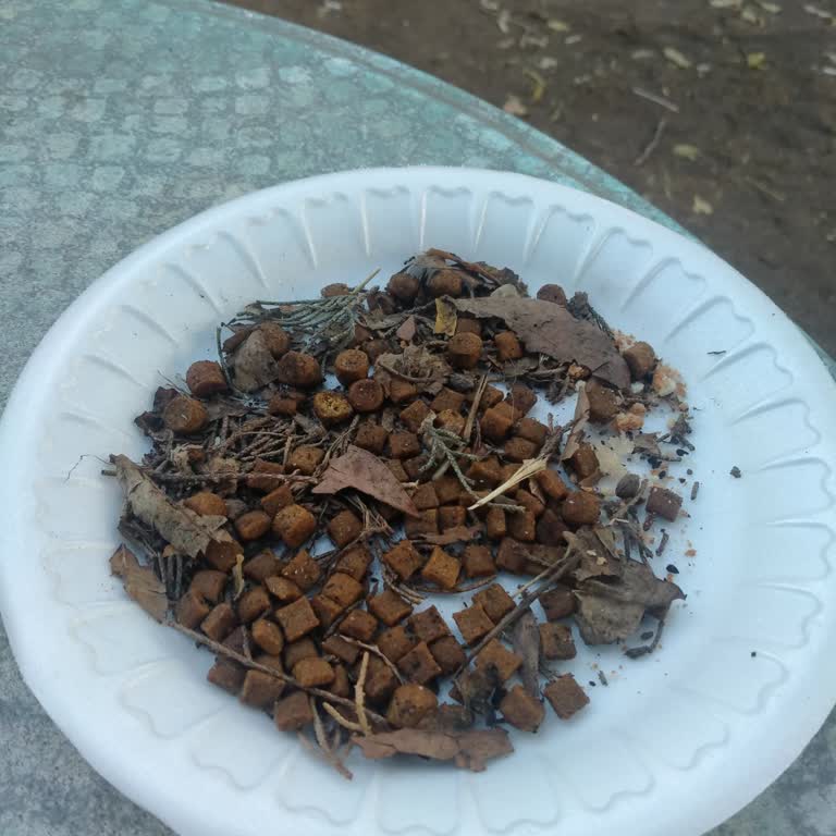 Adile Sultan Kasrı Öğretmenevi'nde Kedilere Mama Verilmesinin Engellenmesi Ve Personel Tutumu