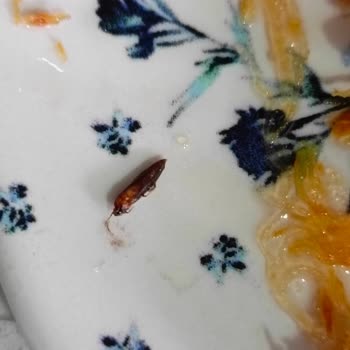 Cevizli Kadayıfın İçinden Böcek Çıkması Hayal Kırıklığı Yarattı