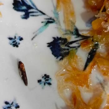 Cevizli Kadayıfın İçinden Böcek Çıkması Hayal Kırıklığı Yarattı