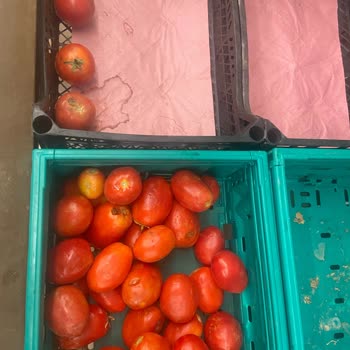 Şok Marketten Alınan Ürünlerde Sürekli Bozukluk Ve Sağlık Sorunu Yaşadım