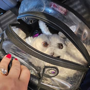 Köpeğim İçin Aldığım Bilete Rağmen Koltukta Seyahat Etmesine İzin Verilmedi