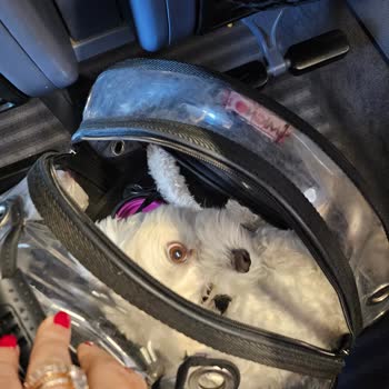 Köpeğim İçin Aldığım Bilete Rağmen Koltukta Seyahat Etmesine İzin Verilmedi