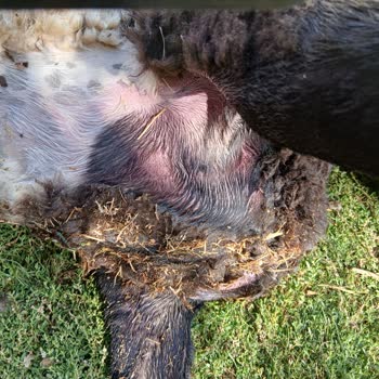 AtaFen Colimix Şikayeti