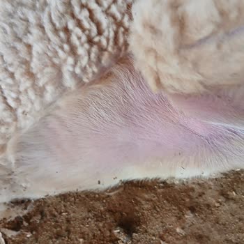 AtaFen Colimix Şikayeti